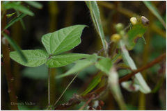 Vigna radiata